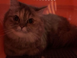 Persian (Traditional) - Persian cat for sale with all her belongings available for adoption in Abu Dhabi