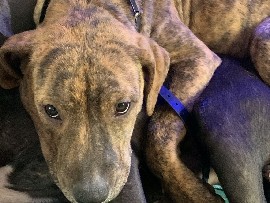 Franky Mixed Breed Staffordshire Bull Terrier 