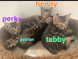 Burmese – 2 baby kitten for sale!