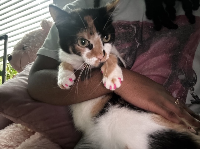 American Shorthair – Sweet calico cat – Conroe