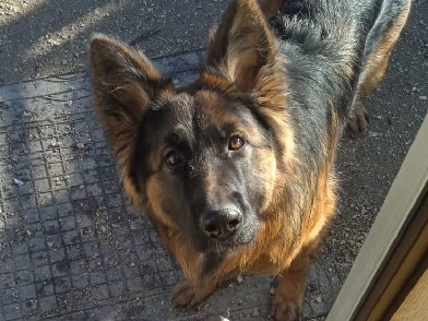 regalo cane pastore tedesco femmina