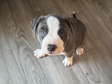 American Pit Bull Terrier – American Bully Puppies