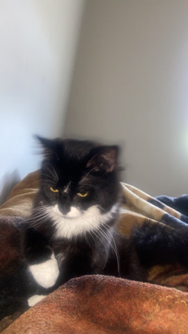Oriental Longhair – socks