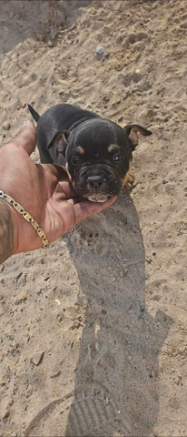 American Pit Bull Terrier – American pocket bully