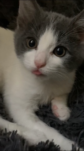American Shorthair – Giyu