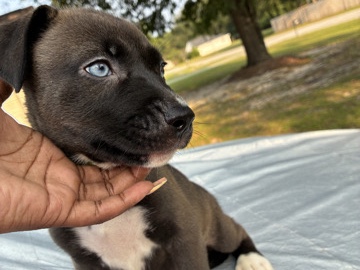 American Pit Bull Terrier – Siberian Husky x American Pit – Midway