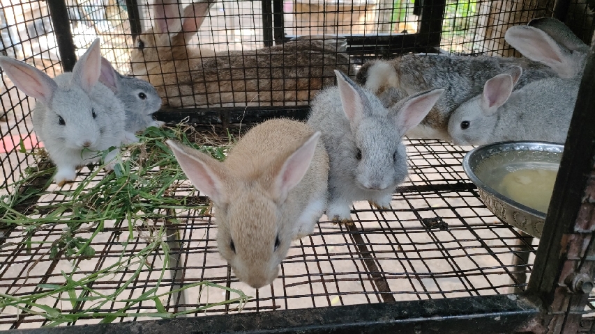rabbit