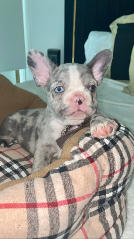 French Bulldog – Blue Merle French Bulldog