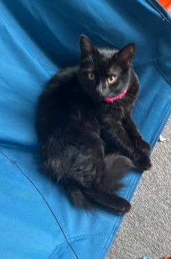 British Semi-longhair – 5 month old kitten for sale
