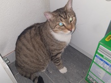 All - Ich verschenke diese Katze available for adoption in Niederbipp