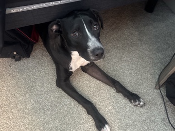 Labrador Retriever – Most amazing friend – Dallas