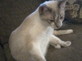 Russian White, Black and Tabby – 2 cats – Weatherford