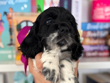 American Cocker Spaniel – cocker spaniel – Hutchins