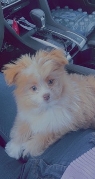 Shih Tzu – Biscuit -Shitzhu and Pomeranian for sale