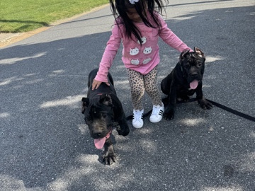 Cane Corso – puppy – Church Hill