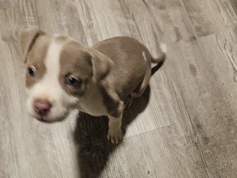 American Pit Bull Terrier – American XL Bully – Birmingham