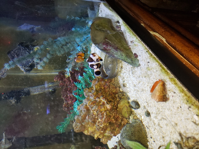 saltwater tank and fish