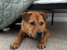 Mixed Breed – looking to rehome a dog – Eden