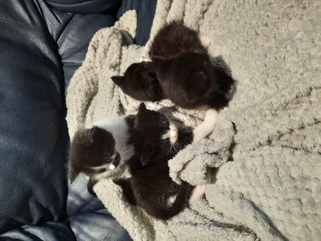 British Shorthair – kittens for sale