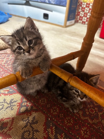Maine Coon – Kittens