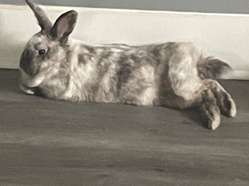Pretty Bunny needs new home