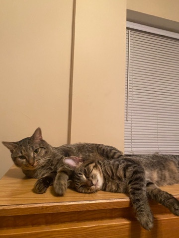American Shorthair – Apollo and Angel American Shorthair