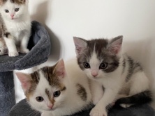 British Shorthair – 3 süße BKH-Mix Kitten suchen ein liebevolles Zuhause – Belm