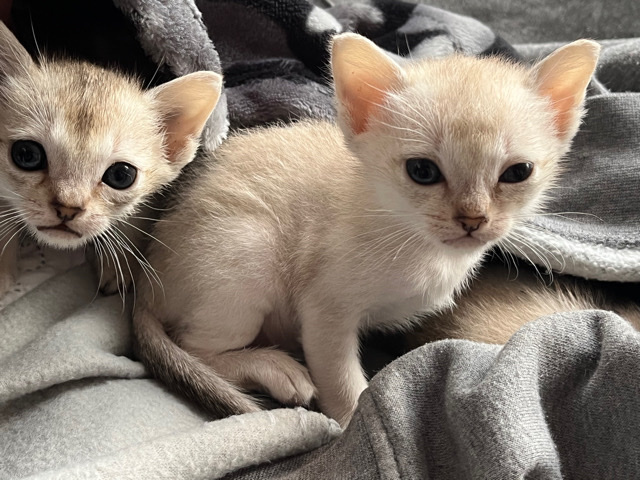 Singapura Kittens