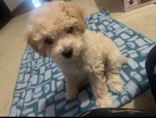 Poodle – 2 month old - male mini poodle – Mansfield