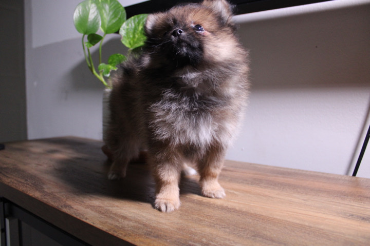 Pomeranian – Pomeranian