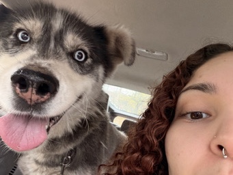 Siberian Husky – Luana the cutest husky! – Hamden