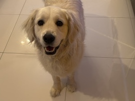 Golden Retriever – golden retriever 3 ans a donner – Nice