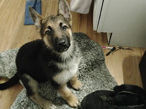 German Shepherd – Babies need a loving home!