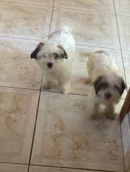Shih Tzu – Baby Shih Tzu