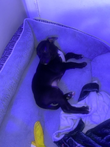 Bull Terrier – 2 Month Blue Nose Bullie Male