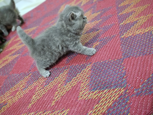 Persian (Modern) – cat's