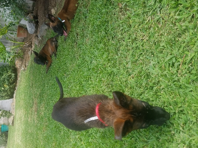 Belgian Shepherd Dog (Malinois) – Intelligent Malinois puppies!