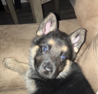 German Shepherd – German Shepherd