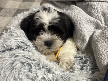 Shih Tzu – Shih Tzu for $800 – Memphis