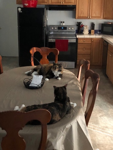lucky and cheerio