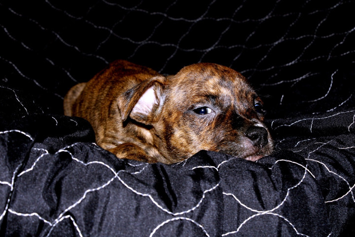 American Pit Bull Terrier – Zee “Male”