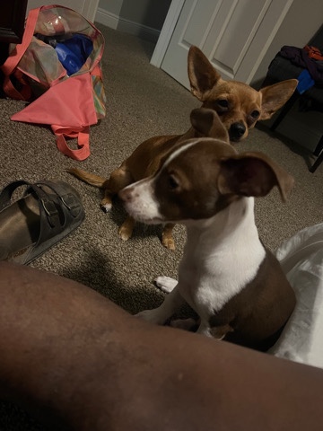 Jack Russell Terrier – Jack Russell terrier and apple head chihuahua