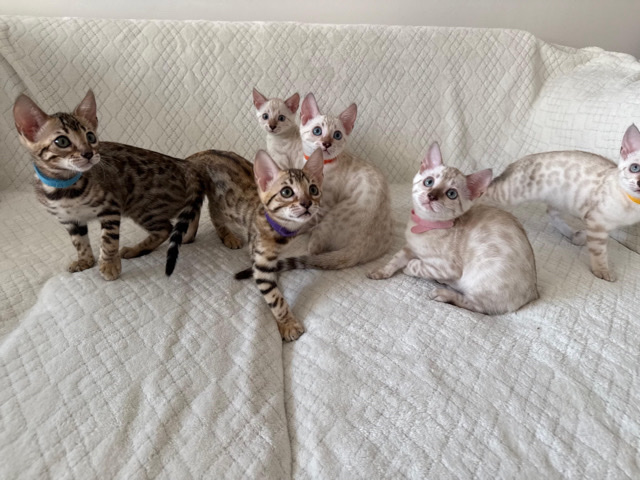 Bengal – chatons bengal a donner contre bon soins – St-Joachim