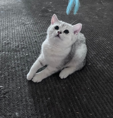 British Shorthair – british shorthair kitten