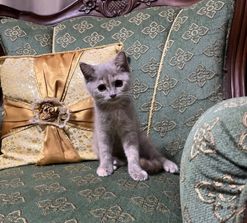 British Longhair – BSH mix kitten for rehome