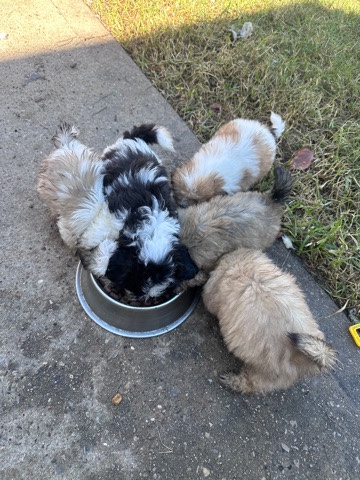 Shih Tzu – shih tzu