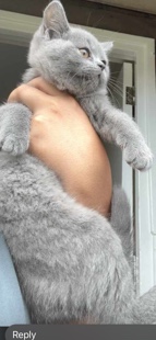 British Shorthair – British sort hair