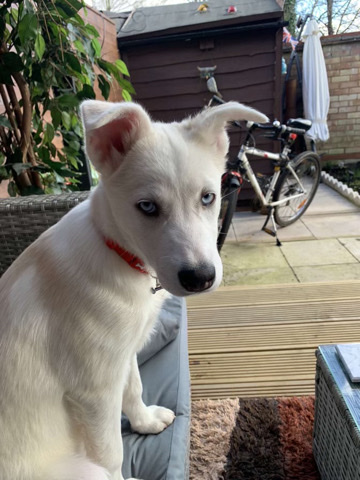 Siberian Husky – White Siberian husky puppy