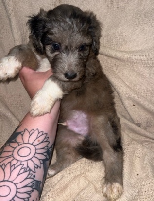 F1 Aussiedoodle