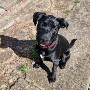 Labrador Retriever – 6 month Labrador x shar-pei
